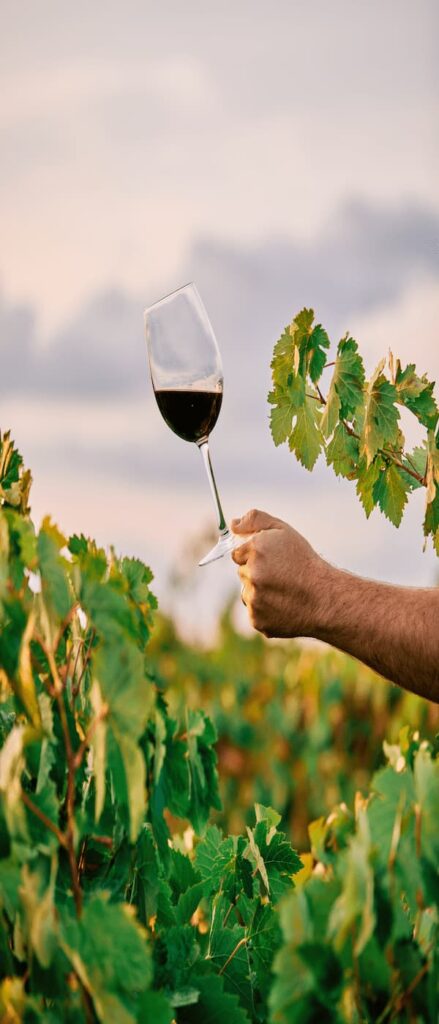 vino malaga cata